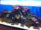 [TodoMarino.com] os presento mi reef 240 litros.