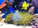 [TodoMarino.com] os presento mi reef 240 litros.