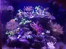 [TodoMarino.com] Nano Reef  a partir de un Resum dms 500  Pl