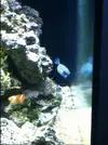[TodoMarino.com] Mi primer acuario marino