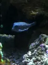 [TodoMarino.com] Mi primer acuario marino