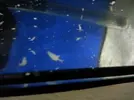 [TodoMarino.com] cosas blancas con patitas en cristales y roca