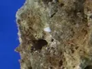 [TodoMarino.com] cosas blancas con patitas en cristales y roca
