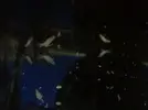 [TodoMarino.com] cosas blancas con patitas en cristales y roca