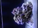 [TodoMarino.com] AM Blenny