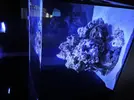 [TodoMarino.com] AM Blenny