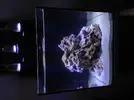 [TodoMarino.com] AM Blenny