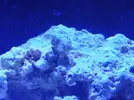 [TodoMarino.com] AM Blenny