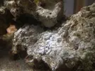 [TodoMarino.com] Roca de color blanco