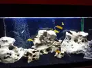 [TodoMarino.com] El acuario de Juancar