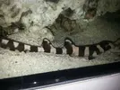 [TodoMarino.com] ¿Tu pez favorito del acuario?