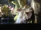 [TodoMarino.com] Que coral es este?