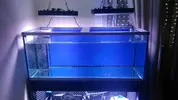 [TodoMarino.com] 325 litros reef aquarium