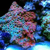 [TodoMarino.com] Micro reef  56 litros