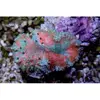 [TodoMarino.com] Nueva llegada de coral!!! Actualizado en la WEB