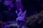 [TodoMarino.com] Problema con clavularia