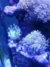 [TodoMarino.com] mi acuario en proceso