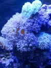 [TodoMarino.com] mi acuario en proceso