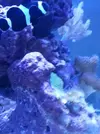 [TodoMarino.com] mi acuario en proceso