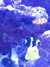 [TodoMarino.com] mi acuario en proceso