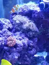[TodoMarino.com] mi acuario en proceso