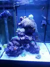 [TodoMarino.com] mi acuario en proceso