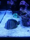 [TodoMarino.com] mi acuario en proceso
