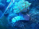 [TodoMarino.com] Nudibranquio por sorpresa!!!