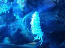 [TodoMarino.com] Nudibranquio por sorpresa!!!