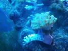[TodoMarino.com] Nudibranquio por sorpresa!!!
