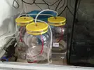[TodoMarino.com] Mi puesta de ocellaris (reportaje)