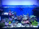 [TodoMarino.com] Mi acuario despues de 6 meses