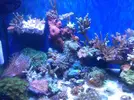 [TodoMarino.com] Mi acuario despues de 6 meses