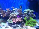 [TodoMarino.com] Mi acuario despues de 6 meses