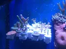 [TodoMarino.com] Mi acuario despues de 6 meses