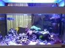 [TodoMarino.com] Mi acuario despues de 6 meses