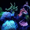 [TodoMarino.com] Micro reef  56 litros