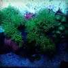 [TodoMarino.com] Micro reef  56 litros