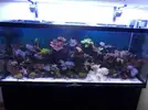 [TodoMarino.com] mi acuario ¿que os parece?