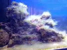 [TodoMarino.com] Reef Island 480L