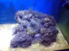 [TodoMarino.com] Reef Island 480L