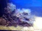 [TodoMarino.com] Reef Island 480L