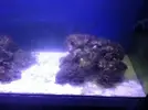 [TodoMarino.com] Reef Island 480L