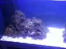 [TodoMarino.com] Reef Island 480L