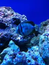 [TodoMarino.com] Acuario solo peces. Punto blanco desastre total...