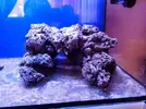 [TodoMarino.com] Reef Island 480L