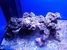 [TodoMarino.com] Reef Island 480L