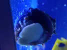 [TodoMarino.com] Foto curiasa de la cria del Caracol turbo¡¡