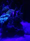 [TodoMarino.com] ¿Tu pez favorito del acuario?