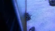 [TodoMarino.com] cangrejos, los nuevos inquilinos!